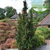 Chamaecyparis lawsoniana'Little Spire' 