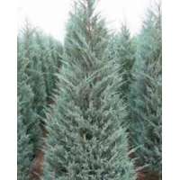 Juniperus scopulorum'Moonglow' 