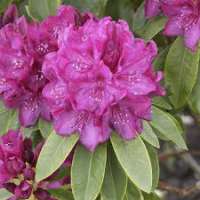 Rhododendron'Old Port' 