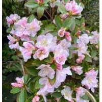 Rhododendron'Special Dane' 