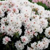 Rhododendron yakushimanum'Bohlkens Snowfire' 