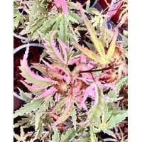 Acer palmatum'Iyoshi' 