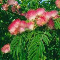 Albizia julibrissin'Tropical Dream' 