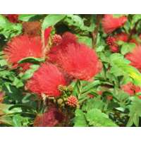 Calliandra surinamensis'Tweedii' 