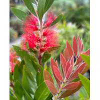 Callistemon lasvis 
