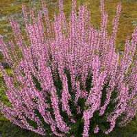 Calluna vulgaris'Pink Bettina' 