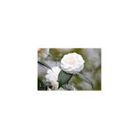 Camellia japonica'Alba Plena' 