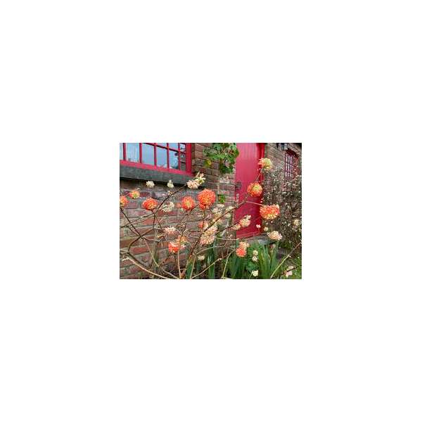 Edgeworthia chrysantha'Red dragon' 