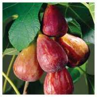Ficus carica'Del Portogallo' 
