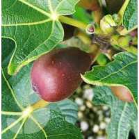 Ficus carica'Little Miss Figgy' 