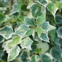 Hedera helix'Little Diamond' 