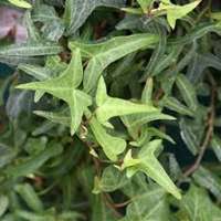 Hedera helix'Miniature Needlepoint' 