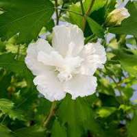 Hibiscus syriacus'Flower tower White' 