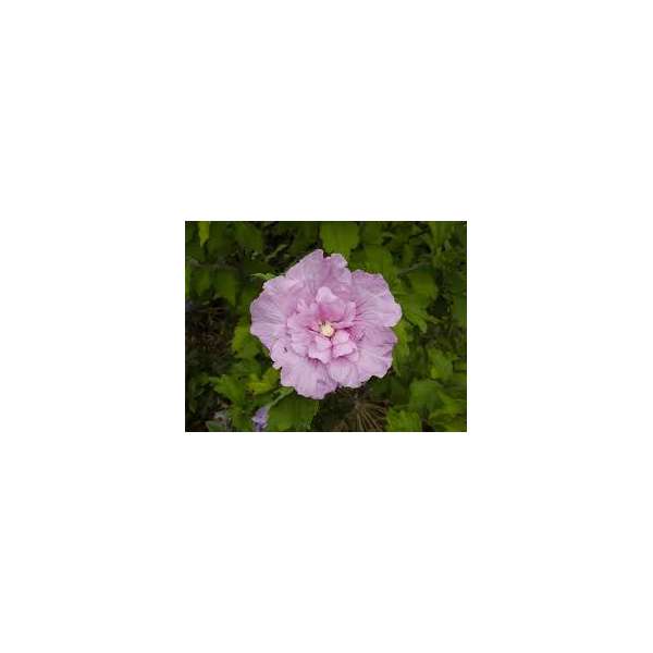 Hibiscus syriacus'Lavender Chiffon' 