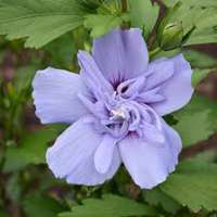 Hibiscus syriacus'Purple Chiffon' 