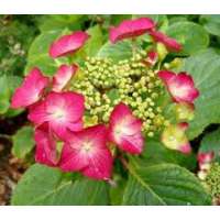 Hydrangea macrophylla'Rotkelchen' 