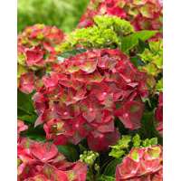 Hydrangea macrophylla'Little Red' 