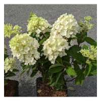 Hydrangea paniculate'Little Spooky' 