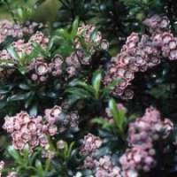 Kalmia latifolia'Minuet' 