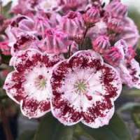 Kalmia latifolia'Bandeau' 