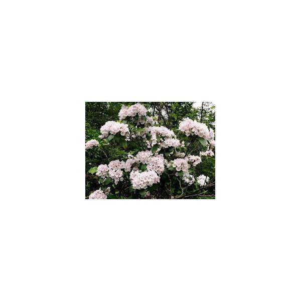 Kalmia latifolia'Peppermint' 