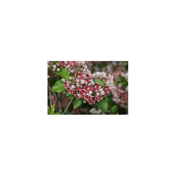 Kalmia latifolia'Pin Wheel' 