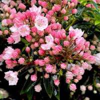 Kalmia latifolia'Tiddlywinks' 
