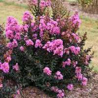 Lagerstroemia'Choco Pink' 