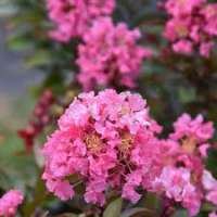 Lagerstroemia indica'Coral Magic 