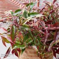 Leucothoe fontanesiana'Whitewater' 