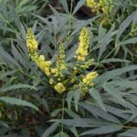 Mahonia'Sweet Winter' 