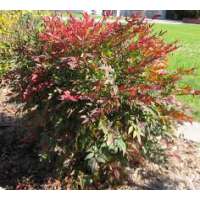 Nandina domestica'Gulfstream' 