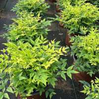Nandina domestica'Lemon Lime 
