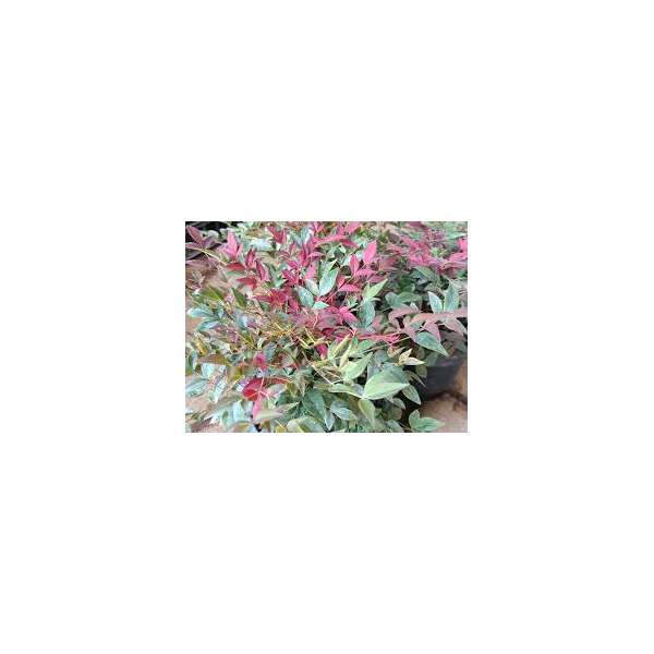 Nandina domestica'Obsessed' 