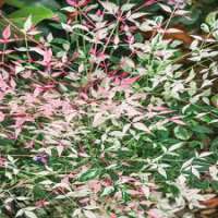 Nandina domestics'Twillight' 
