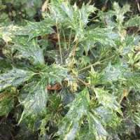 Osmanthus heterophyllus'Goshiki' 