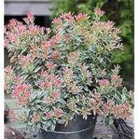 Pieris japonica'Little Frosty' 