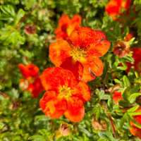 Potentilla fruticosa'Marion RedRobin' 