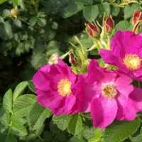 Rosa rugosa 