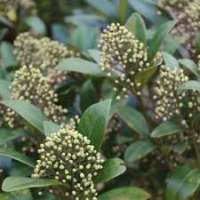 Skimmia japonica'Godrie's Dwarf Green' 