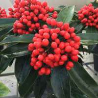 Skimmia japonica'Redruth' 