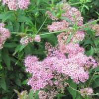 Spiraea japonica'Manon' 