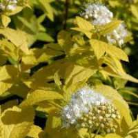 Spiraea japonica'White Gold' 