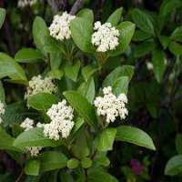 Viburnum nudum 