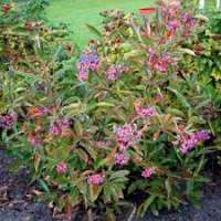 Viburnum nudum'Pink Beauty' 