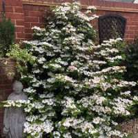 Viburnum plicatum'Kilimanjaro' 