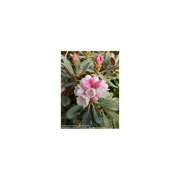 Rhododendron pachysanthum'Silvervelours' 