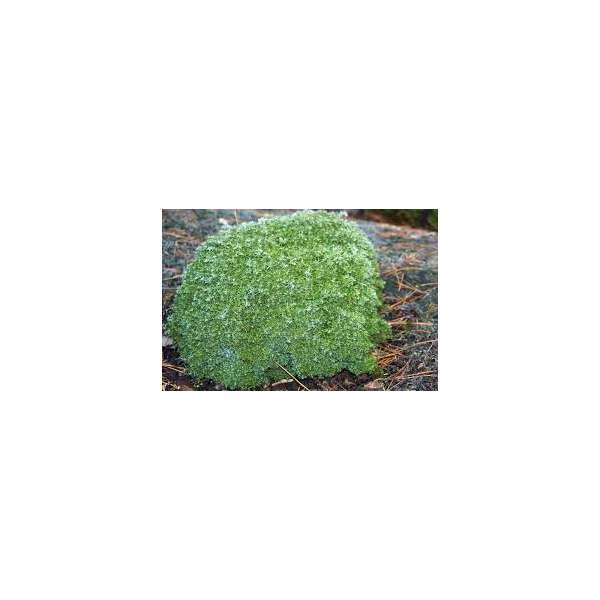 Chamaecyparis pisifera'Cumulus' 