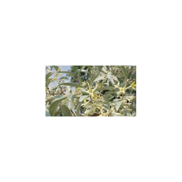 Elaeagnus angustifolia'Quicksilver' 