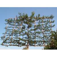 Carpinus betulus'Lucas' 